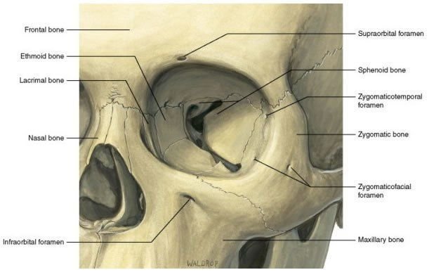 Anatomiya Informaciya