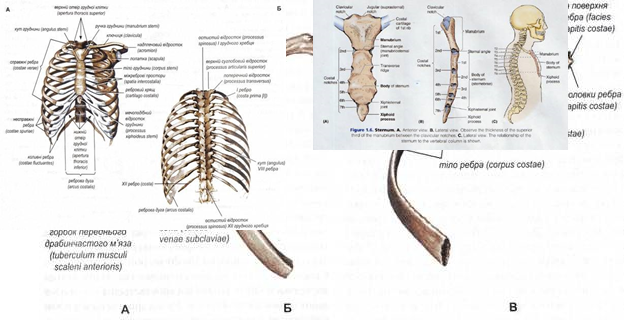 Anatomiya Informaciya