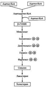 Image result for Ð±Ñ–Ð¾ÑÐ¸Ð½Ñ‚ÐµÐ· Ñ…Ð¾Ð»ÐµÑÑ‚ÐµÑ€Ð¸Ð½Ñƒ