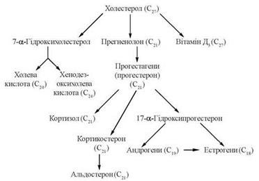 Image result for Ð±Ñ–Ð¾Ñ‚Ñ€Ð°Ð½ÑÑ„Ð¾Ñ€Ð¼Ð°Ñ†Ñ–Ñ Ñ…Ð¾Ð»ÐµÑÑ‚ÐµÑ€Ð¸Ð½Ñƒ