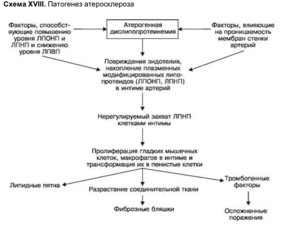 Схема атеросклероза. Механизм развития атеросклероза патофизиология. Патогенез атеросклероза патологическая анатомия. Патогенез атеросклероза патофизиология схема. Патогенез атеросклероза патанатомия.