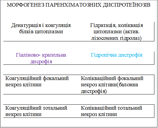 МОРФОГЕНЕЗ ПАРЕНХІМАТОЗНИХ ДИСПРОТЕЇНОЗІВ

Денатурація і коагуляція білків цитоплазми	Гідратація, коліквація цитоплазми (актив. лізосомних гідролаз)

Гіаліново- крапельна дисрофія	Гідропічна дистрофія

Коагуляційний фокальний некроз клітини	Колікваційний фокальний некроз клітини(балонна дистрофія)

Коагуляційний тотальний некроз клітини	Колікваційний тотальний некроз клітини


